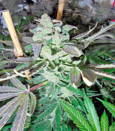 Семена сорта Kush-N-Cheese fem