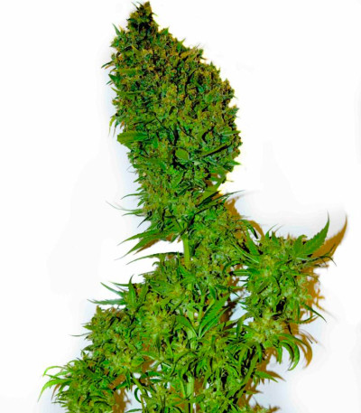 Семена сорта Super Silver fem (Dinafem Seeds)