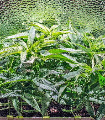 Семена сорта Sweet Soma fem (00 Seeds)