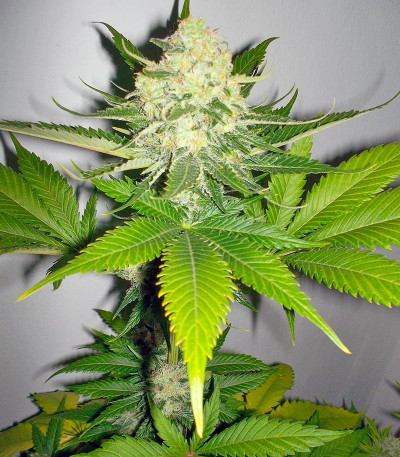 Семена сорта Atomical Haze fem (Paradise Seeds)