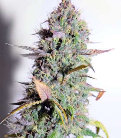 Семена сорта Bruce Banner Auto fem (Cali Buds Seeds)