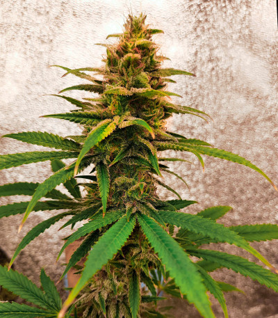 Семена сорта Gelato 242 fem