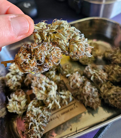 Семена сорта Gorilla Crunch Auto fem от Семяныча