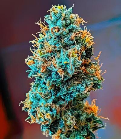 Семена сорта Mandarin Cookies fem (7CH American)