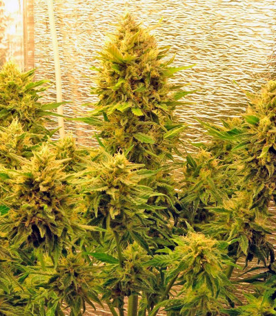 Семена сорта S.A.D. Sweet Afgani Delicious Auto fem (Sweet Seeds)