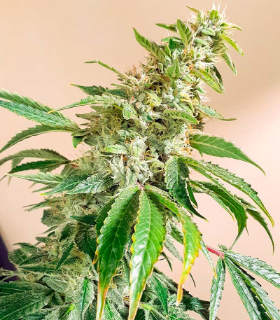 Семена сорта Apple Fritter Fast Version fem (7CH American)