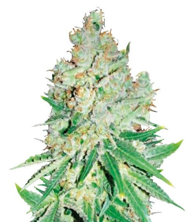 Семена Cheese шишки