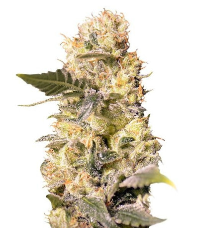 Семена сорта TNT Kush CBD fem