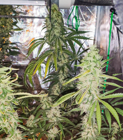 Семена сорта T-34 fem (Семяныч)