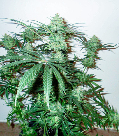 Семена сорта Fast Flowering Green Crack fem (Humboldt Seeds)