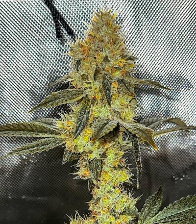 Семена сорта Louis XIII fem (7CH American)