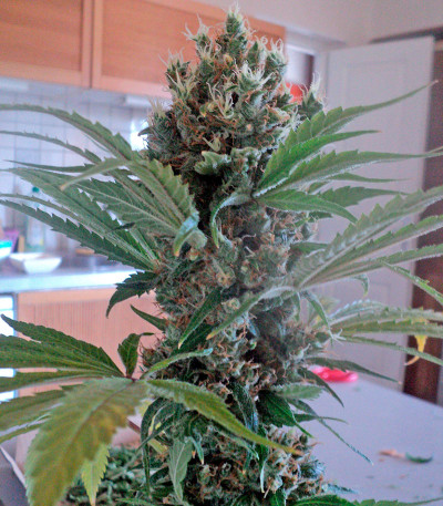 Семена сорта OG Kush reg (Humboldt Seeds)