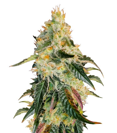 Семена сорта Purple Punch X Lemon Drizzle fem от Barney's Farm