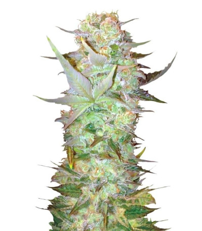 Семена сорта Auto Dubai Poison fem