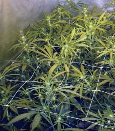 Семена сорта 2046 fem