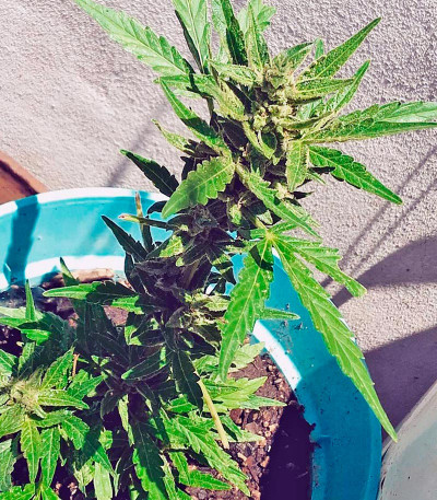 Семена сорта Afghan Kush Ryder Auto fem (World of Seeds)