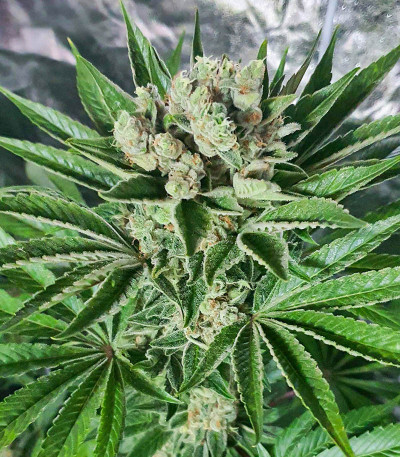 Семена сорта Auto Somango Glue fem (Advanced Seeds)