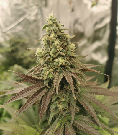 Семена сорта Blueberry fem (Dutch Passion)