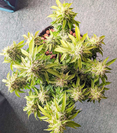 Семена сорта Gorilla Glue Auto fem
