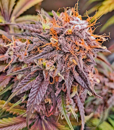 Семена сорта Mandarin Cookies fem (7CH American)