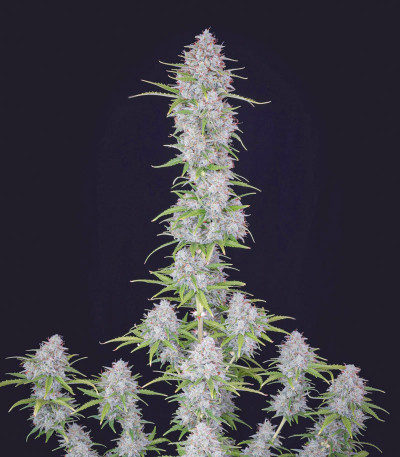 Семена сорта Orange Sherbet Auto fem (FastBuds)