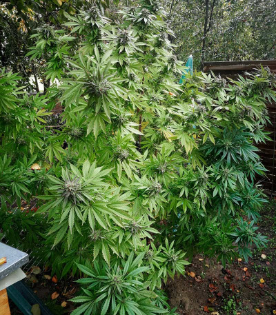 Семена сорта Skunk XL fem (Royal Queen Seeds)