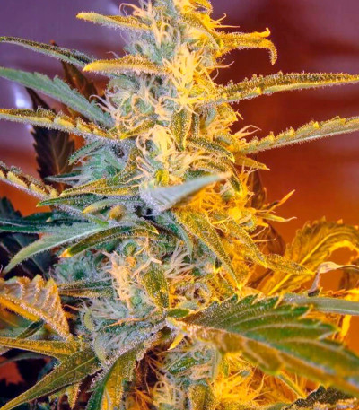 Семена сорта Himalaya Gold fem (Green House Seeds)