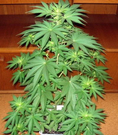 Семена сорта Jack La Mota fem