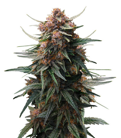 Семена сорта Lemon Cherry Cookies Auto fem (FastBuds)