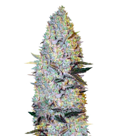 Семена сорта Amnesium fem (Victory Seeds)