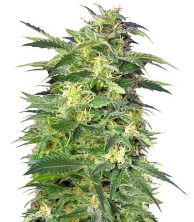 Семена сорта Killer Kush Auto fem (Sweet Seeds)
