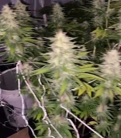 Семена сорта White Wedding RBX fem (Ethos Genetics)