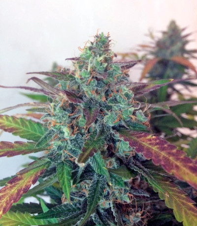 Сорт конопли Auto Frisian Dew