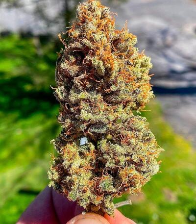 Семена сорта Peach Crescendo Auto RF3 fem (Ethos Genetics)