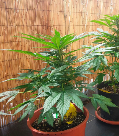 Семена сорта Stress Killer Automatic fem (Royal Queen Seeds)