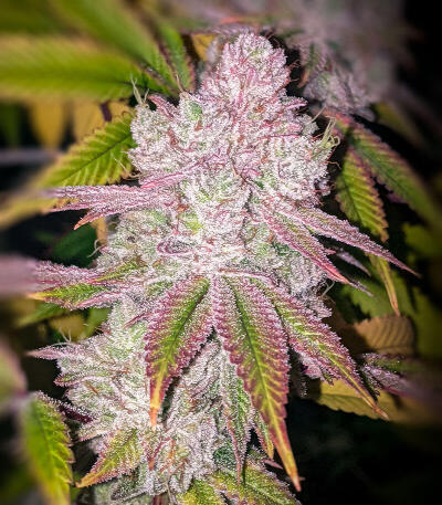 Семена сорта Ultimate Afghan Auto fem (Семяныч)