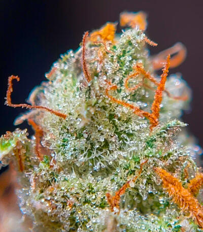 Семена сорта Ultimate Lemon Haze Auto fem (Семяныч)