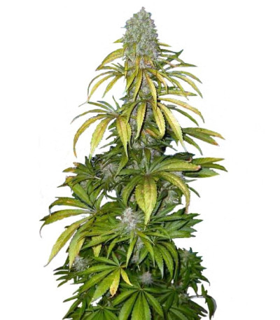 Семена сорта Chrystal fem (Nirvana Seeds)