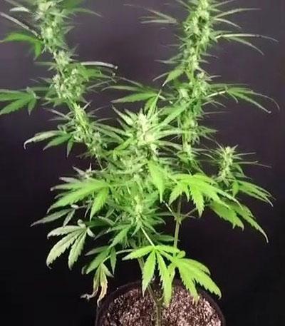 Семена сорта Big Bud Auto fem (Herbies Seeds)