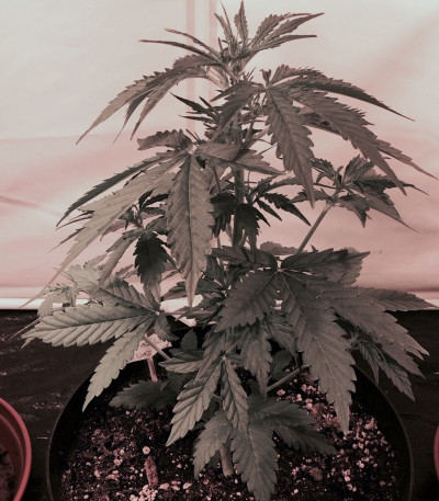 Семена сорта 2 Fast 2 Vast Auto fem (Heavyweight Seeds)