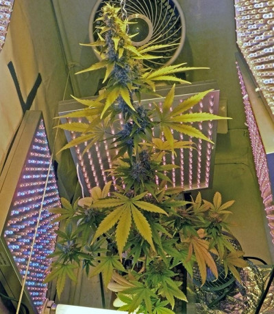 Семена сорта 60 Day Wonder - Autoflower fem