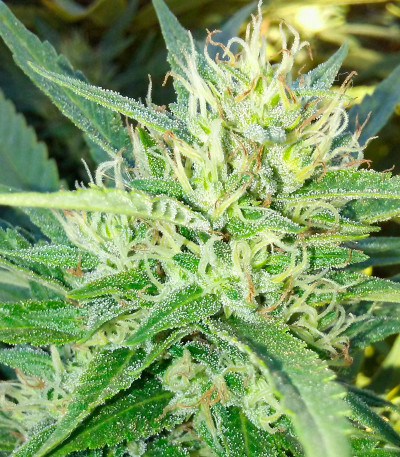 Семена сорта Sweet Black Angel fem (Samsara Seeds)
