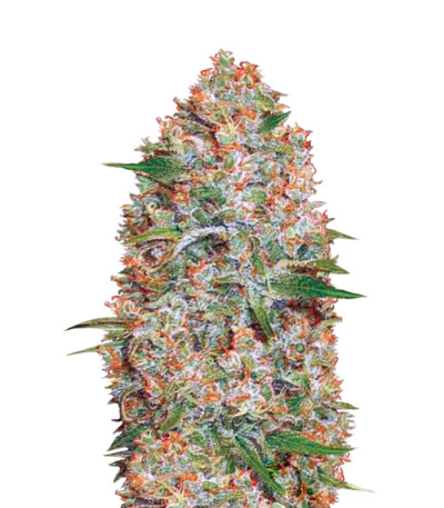 Семена сорта Auto Amnesium fem (Victory Seeds)
