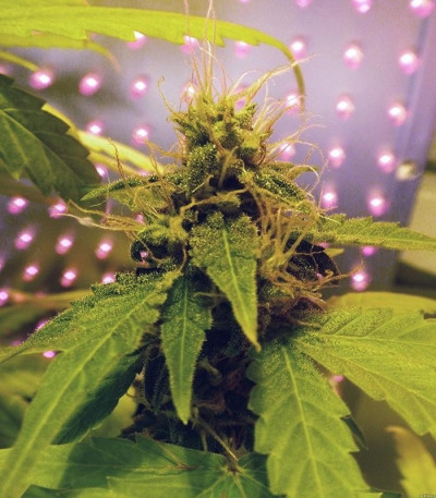 Семена сорта 60 Day Wonder - Autoflower fem