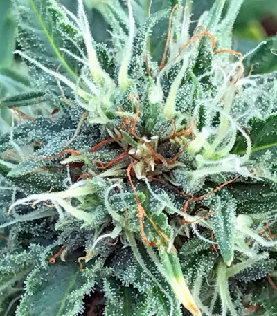 Сорт марихуаны Blue Critical Autoflowering