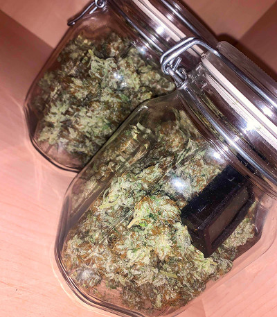 Семена сорта Critical XXL Auto fem (Herbies Seeds)