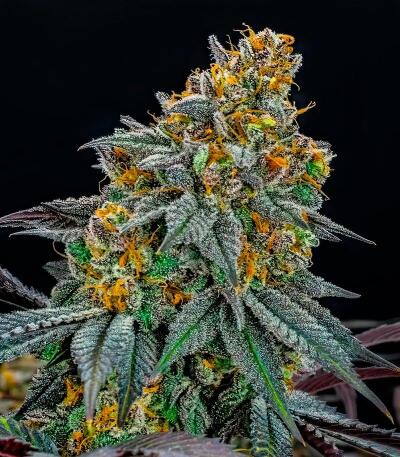 Семена сорта Lemon Cherry Runtz fem (FastBuds)