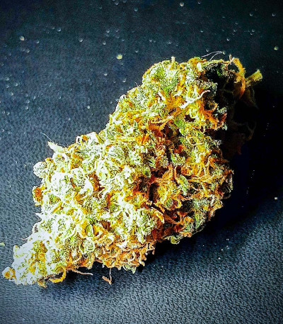 Семена сорта Mandarin Thuggee fem (AlphaFem Seeds)