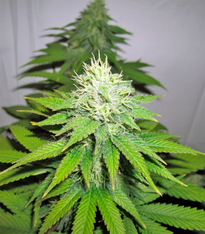 Сорт конопли NYC Diesel Auto