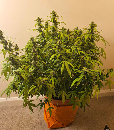 Семена сорта Original Auto Chemdawg fem (FastBuds)